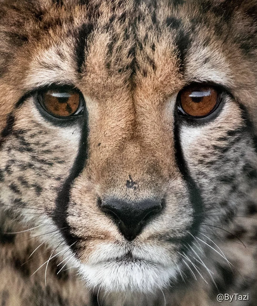 โThis photo is special to me because 1) I love close ups 2) I love those eyes 3) it is cheetah Tazi, who was named after me. ๐ That makes her and every photo I have of her very special and precious to me... ๐๐" - Tazi Brown