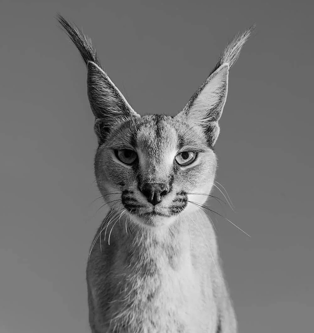 โOKAY, so I donโt really know what to say about this encounter in Namibia on Saturday, except that if my fellow Scot JK Rowling was with me, she would also be in shock. These ears are beyond even her imagination. Itโs such a simple image and it therefore needs a simple narrative. We watch Game of Thrones, Harry Potter and all these fantasies, but the biggest visual disconnects are for real. We share this planet with extraordinary creatures like caracals and until recently we did not seem to give a damn how fantastic that is. We must learn to respect the biodiversity of this planet before we destroy it. I think the winds of change now have momentum. He cast a spell on me for sure" From @davidyarrow