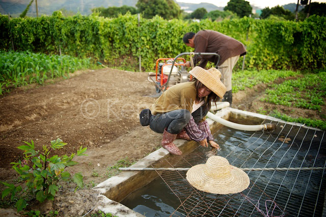 Hong Kong farmer water washing