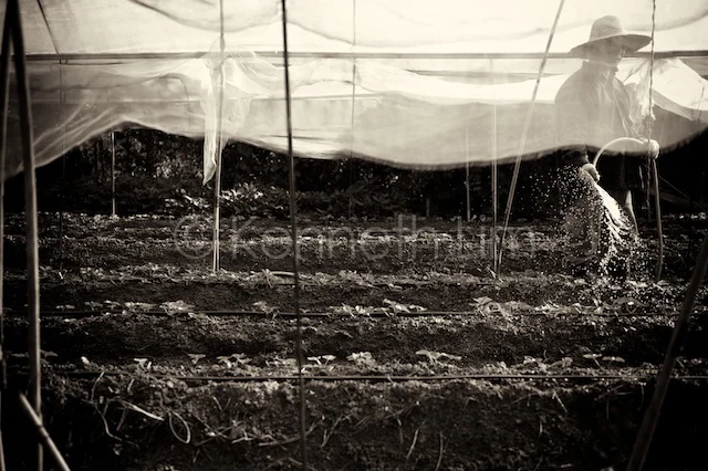 Tai Po organic farmer watering crops