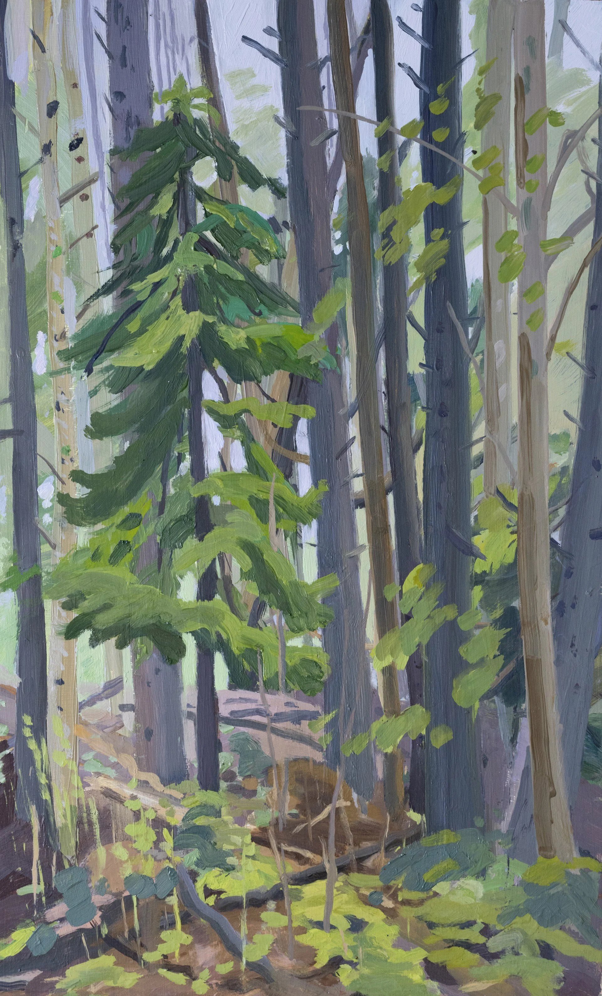 Maine Woods, 2024, oil on panel, 19 x 12"