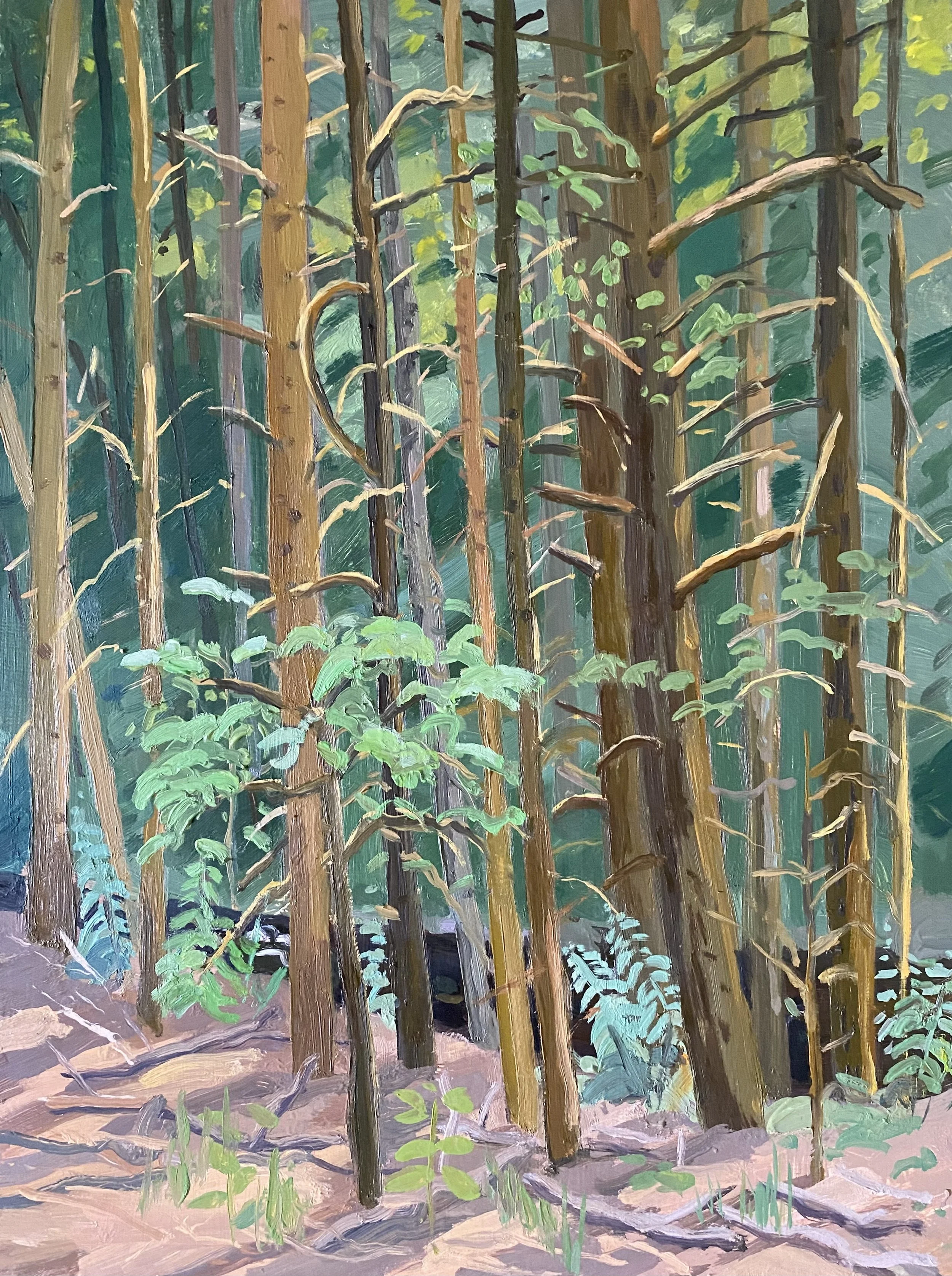 Hemlock Forest, 2024, oil on panel, 16 x 12"