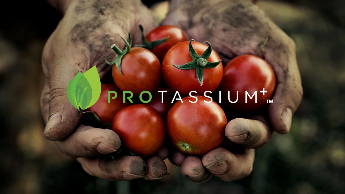 Hero_Area_Tomatoes_Modified_2.jpg