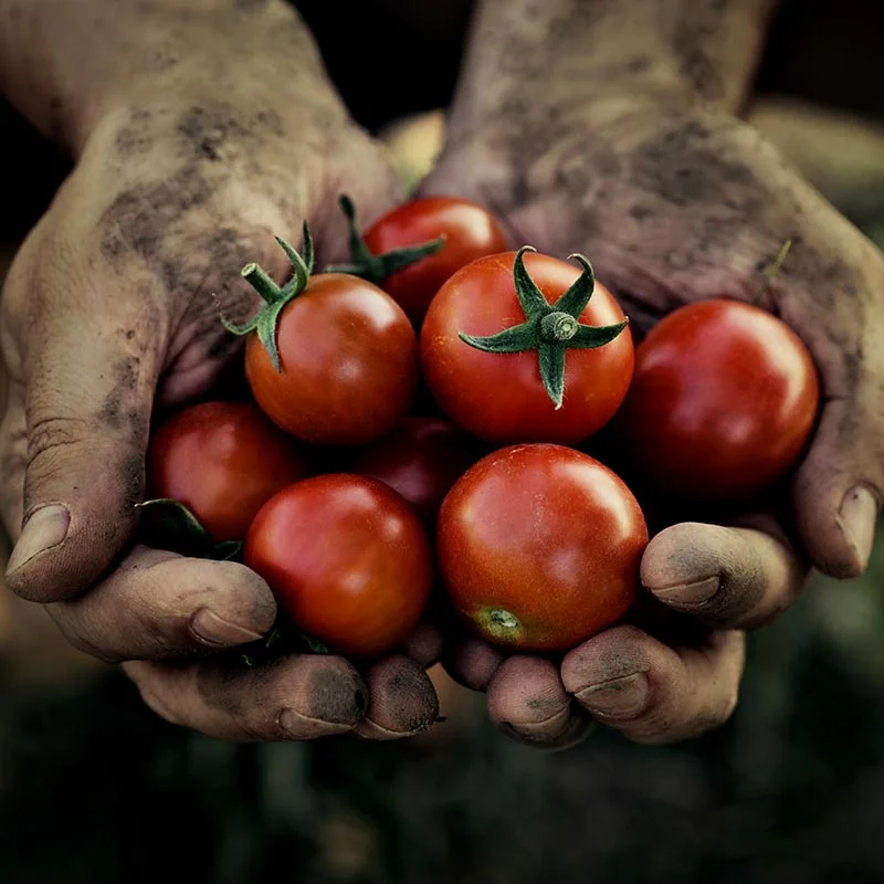 Helping growers bring more to the table