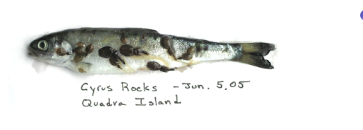 Liced_smolt.png