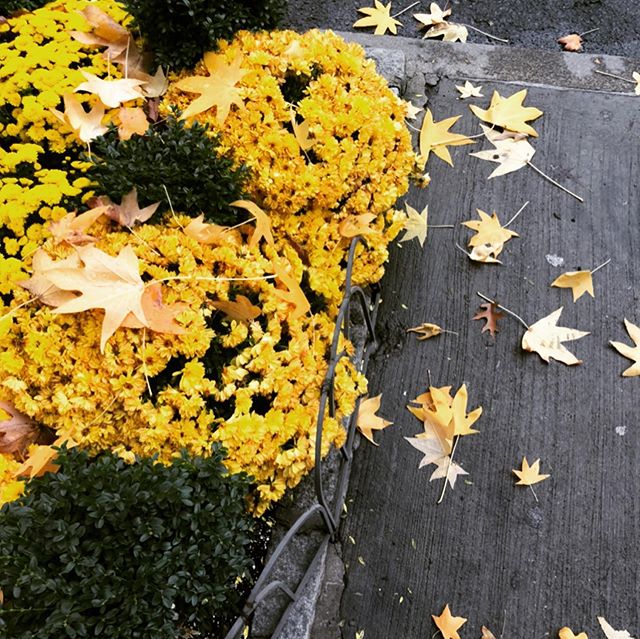 SoHo sidewalk planter
fall ➡️ winter .
.
.
#design #floraldesign #nyc #floral #flowers