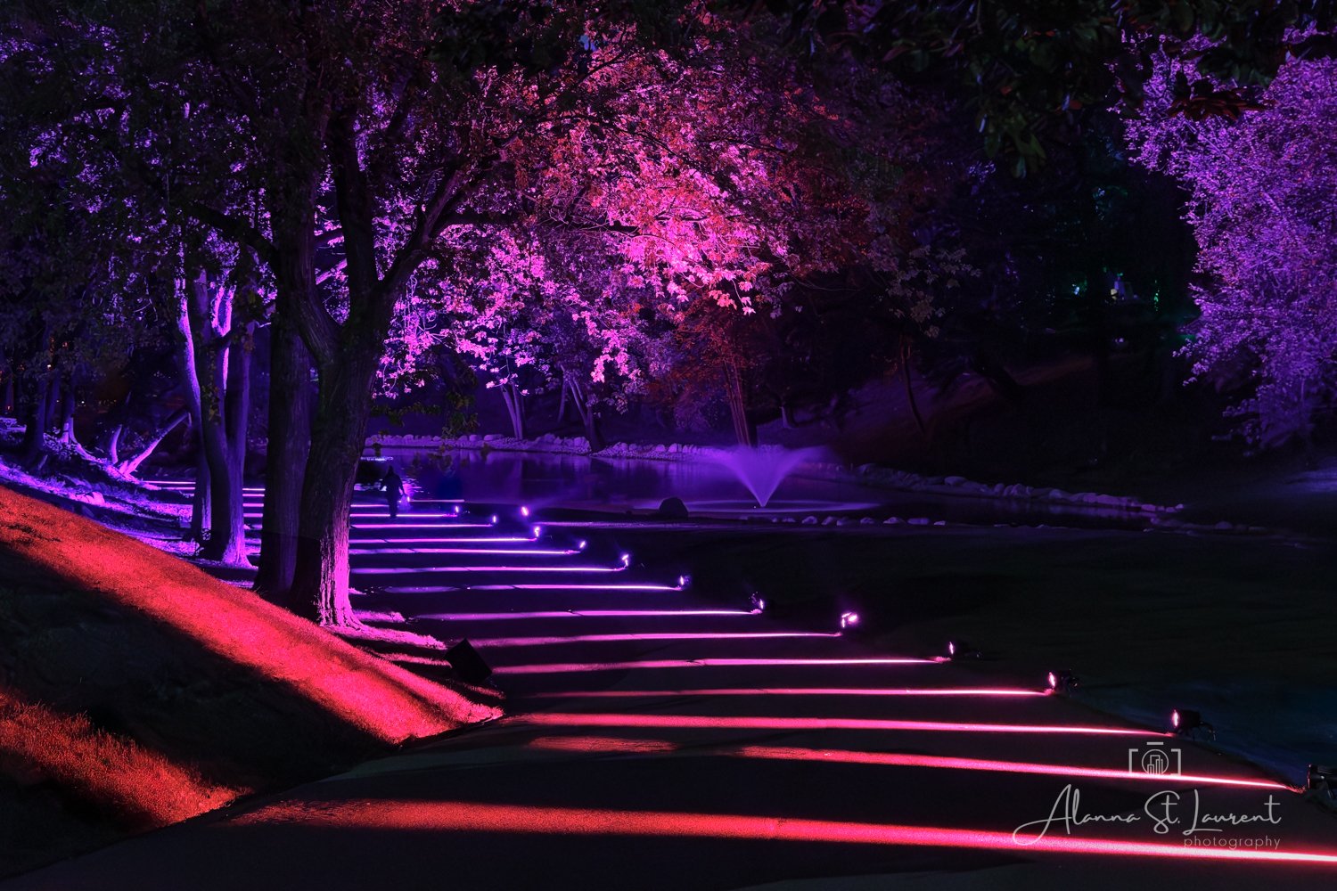Elmwood Cemetery Lighted Path.jpg