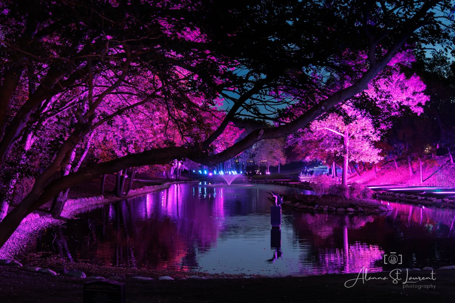 Elmwood Cemetery Lights Pond.jpg