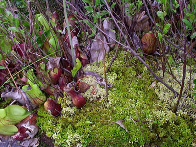 Sphagnum Moss (Sphagnum sp.) and Pitcher-Plants (Sarracenia purpurea)