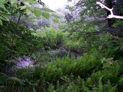 Ferns