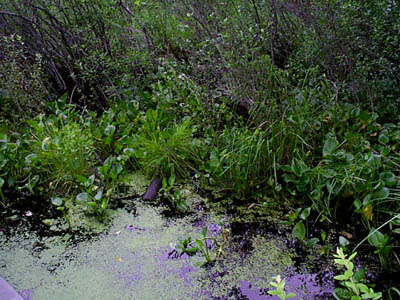 Duckweed