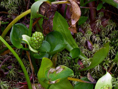 Wild Calla (Calla palustris)