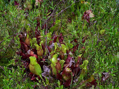 Pitcher Plants (Sarracenia purpurea)