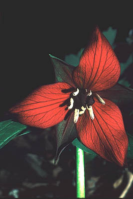 trillium.jpeg