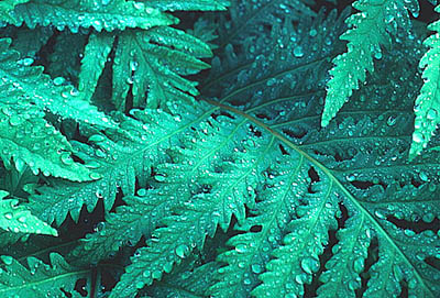 ferns.jpeg
