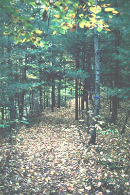 forest.jpeg