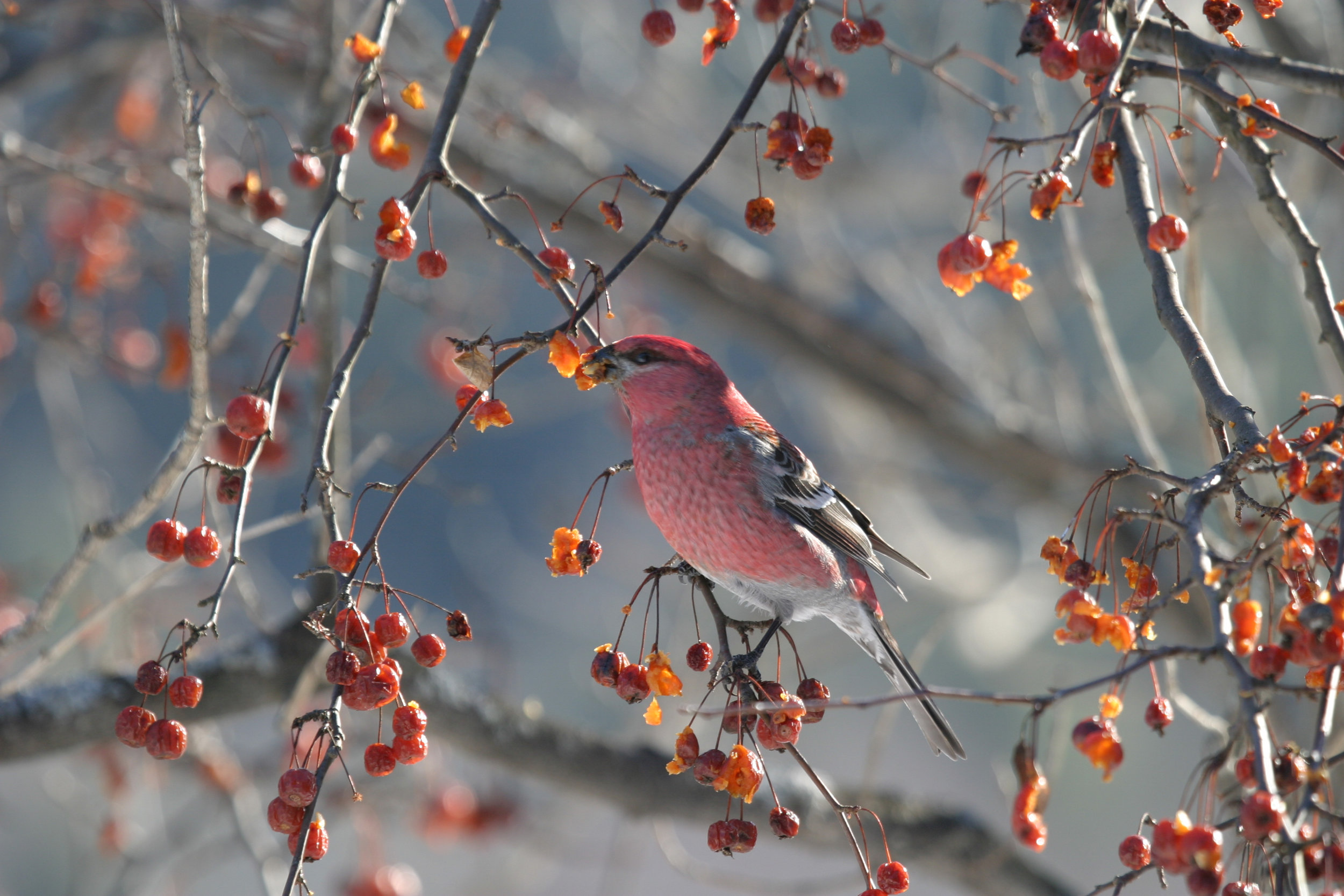 Pine Grosbeak IMG_4278.jpg