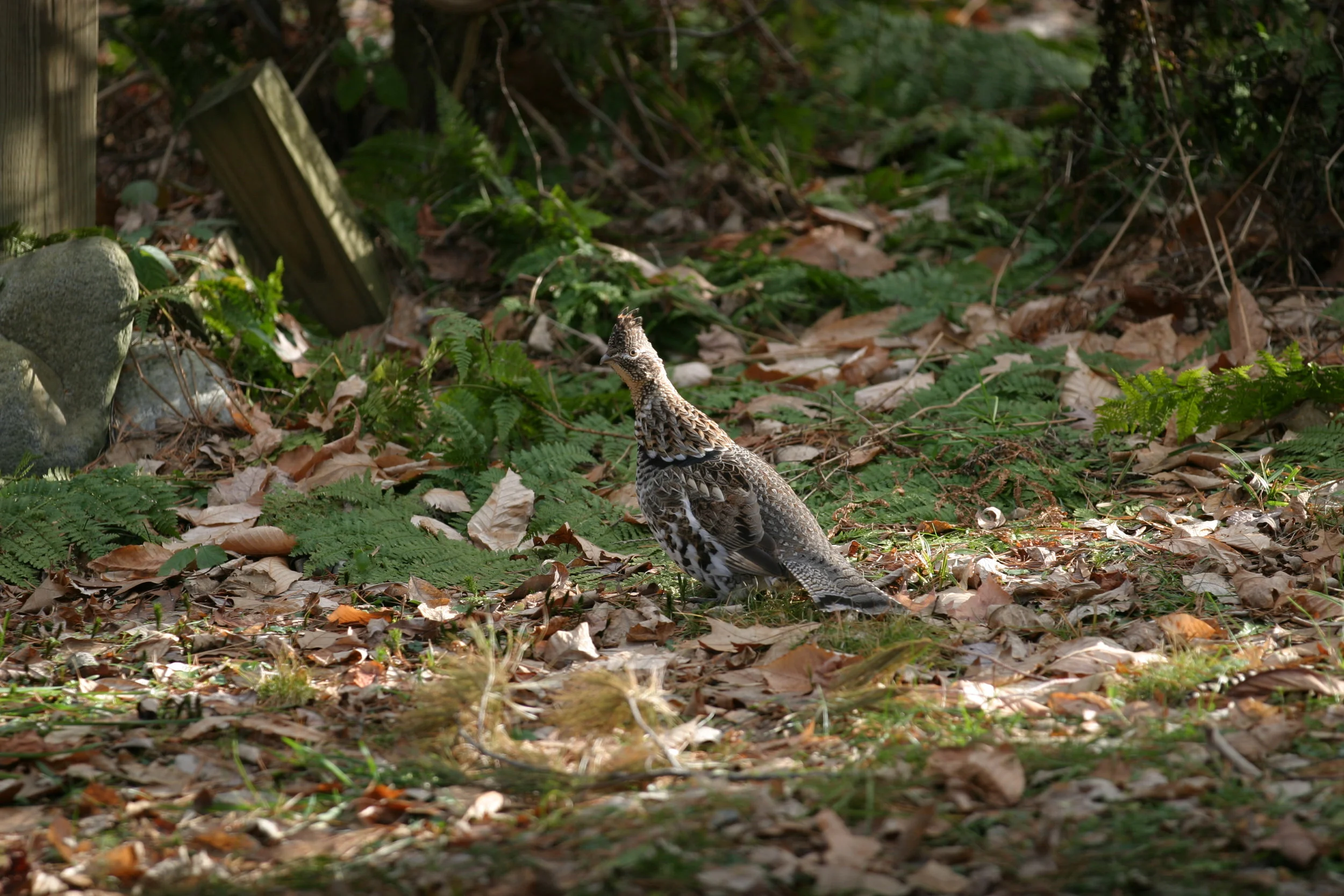 Ruffed Grouse CBC 2011 IMG_5147.jpg