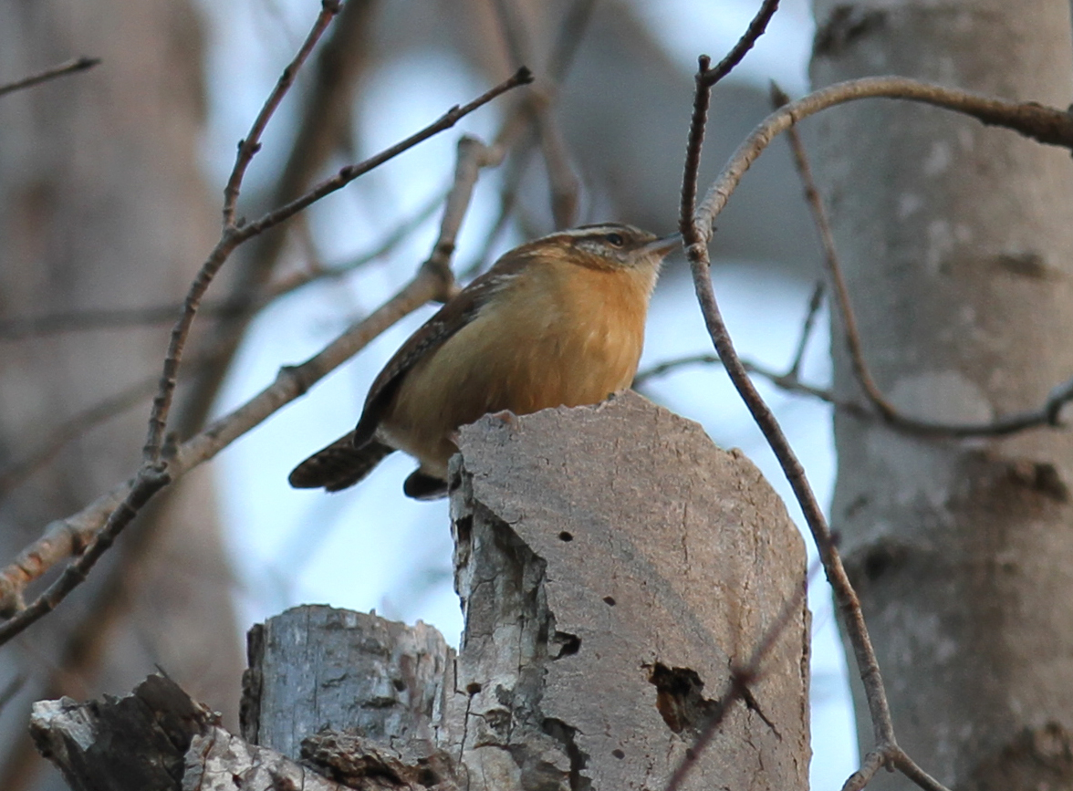 CarolinaWren CBC2015.JPG