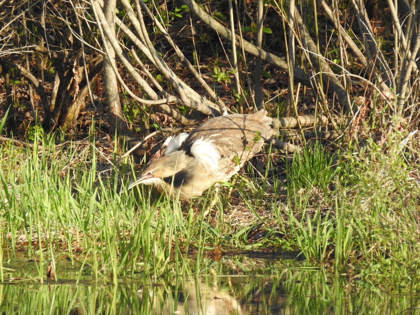 AmericanBittern_HuntRdMartonRd_10May18l.JPG