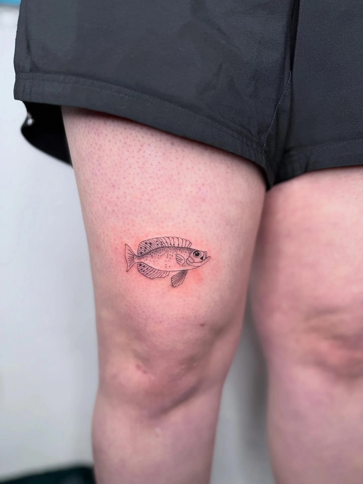 He looks like his name is &bdquo;Barsch&ldquo; 😅
Thank you for choosing this fun one from my flash 🐟🩷

⫸ 
Booking info: I&rsquo;m nearly fully booked for summer. If you want to get inked, please email me now. I only have 3 spots left in September.
