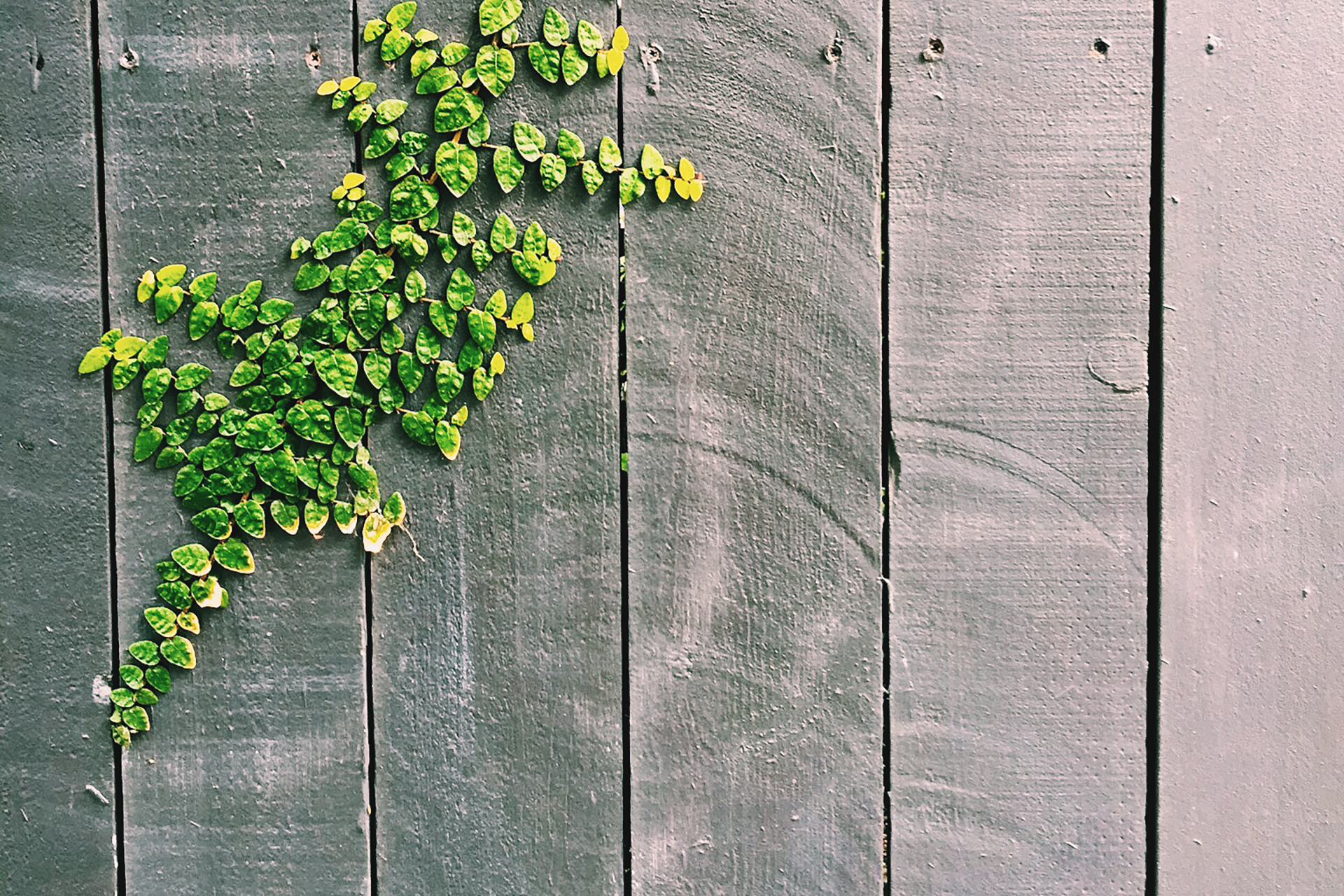 Fence of leaves.jpg
