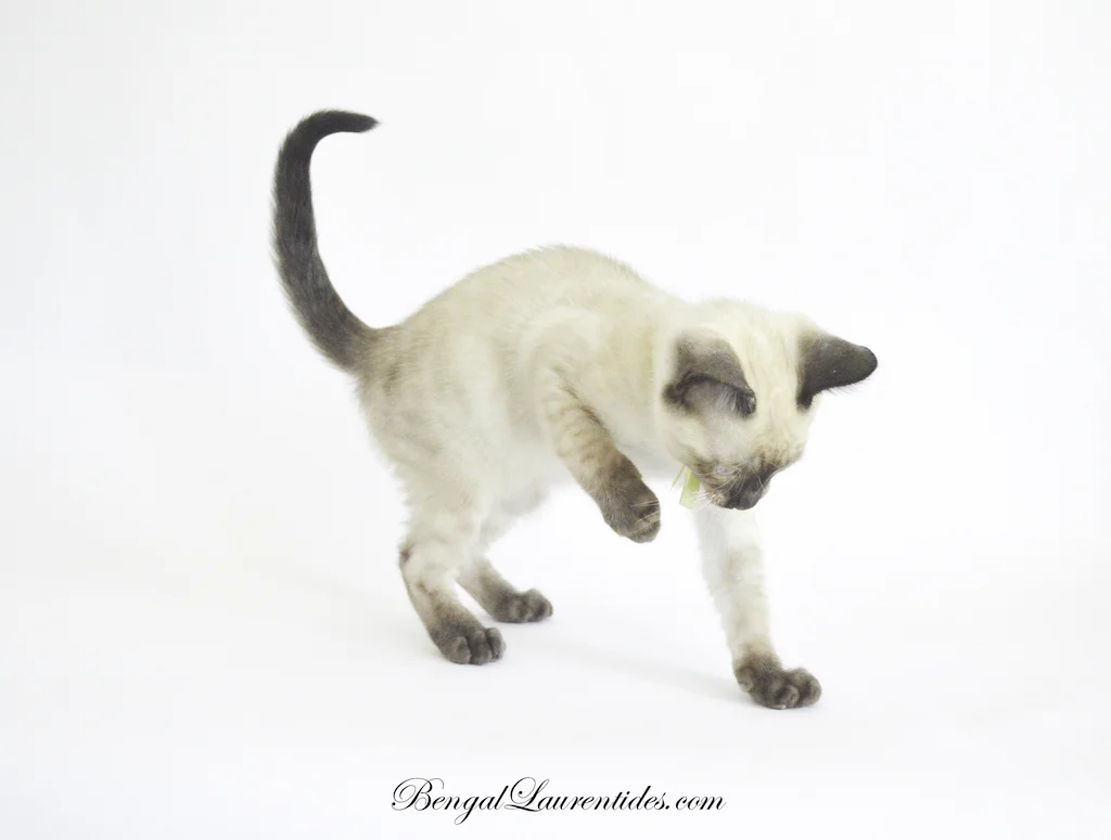 Comment Préparer Larrivée Dun Chaton Bengal Laurentides