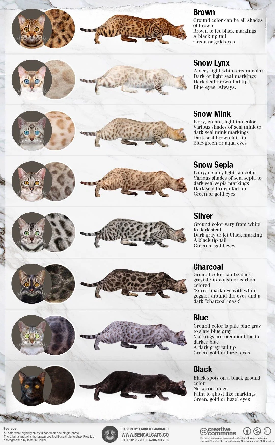 Photo by Bengalcats.co-Laurent Jaccard
