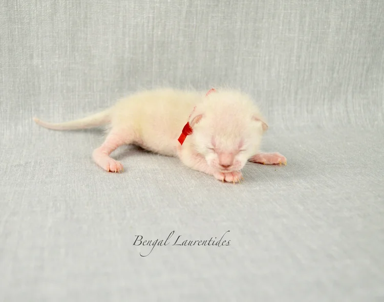 Comment Evoluent Les Couleurs Et Motifs Bengal Laurentides Chatons Bengal A Vendre Au Quebec Et Ailleurs