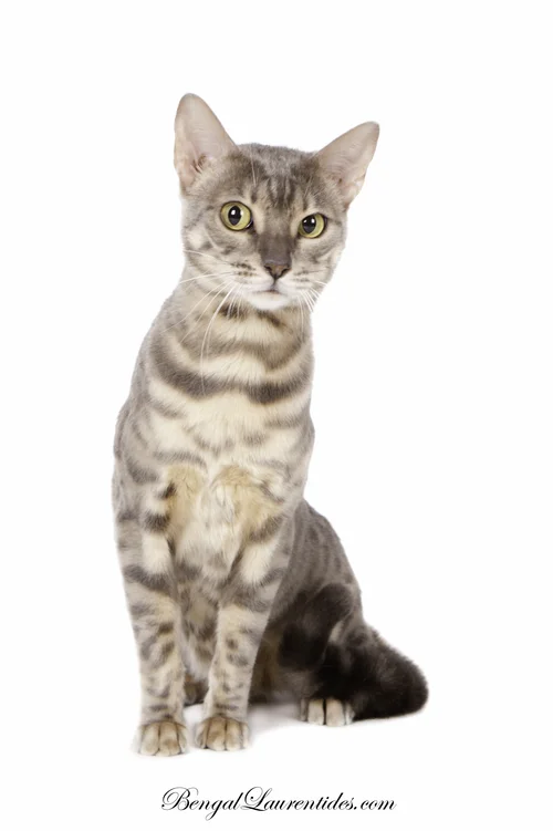 Quelles Sont Les Couleurs Existantes Bengal Laurentides Chatons Bengal A Vendre Au Quebec Et Ailleurs