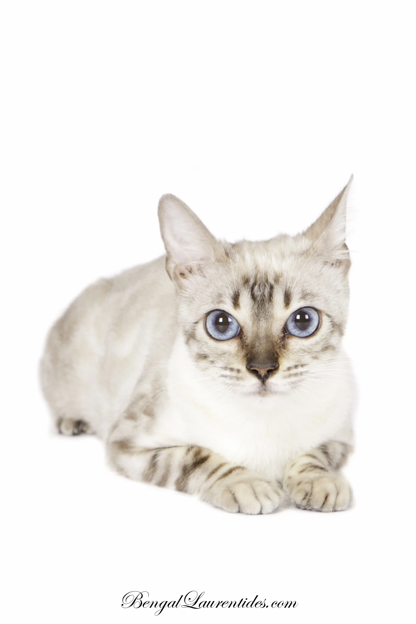 Quelles Sont Les Couleurs Existantes Bengal Laurentides Chatons Bengal A Vendre Au Quebec Et Ailleurs Quelles Sont Les Couleurs Existantes Bengal Laurentides Chatons Bengal A Vendre Au Quebec Et Ailleurs
