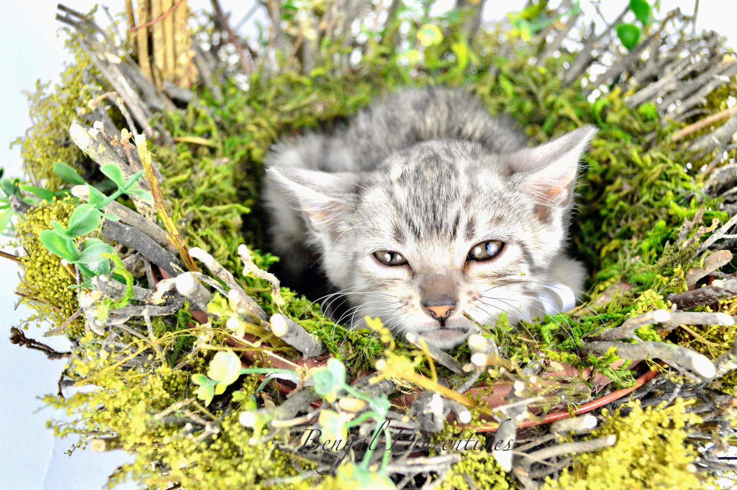 DSC_0195.jpg