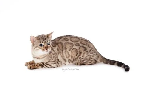 Bengal+(2).jpg