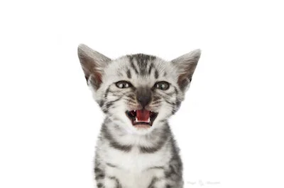 Pourquoi mon Bengal "m'attaque" ?