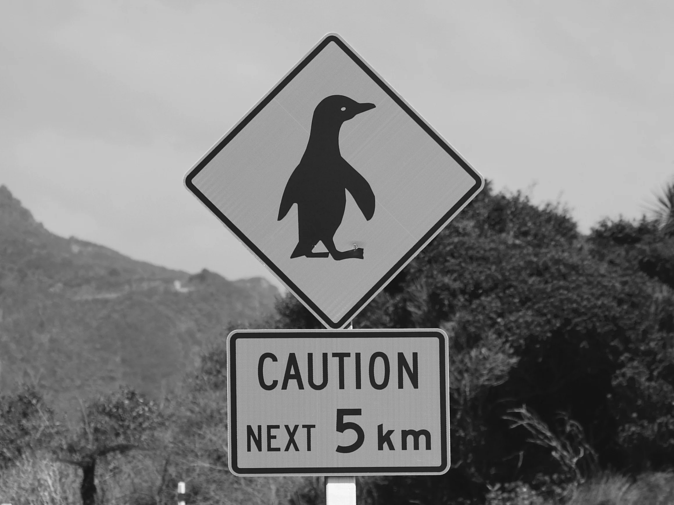 Thumbnail Penguin.jpg