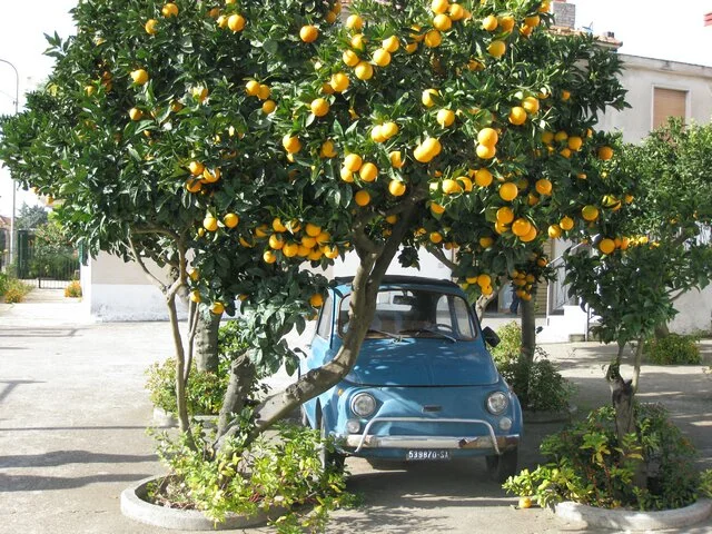Fiat_under_sitrontre.jpg
