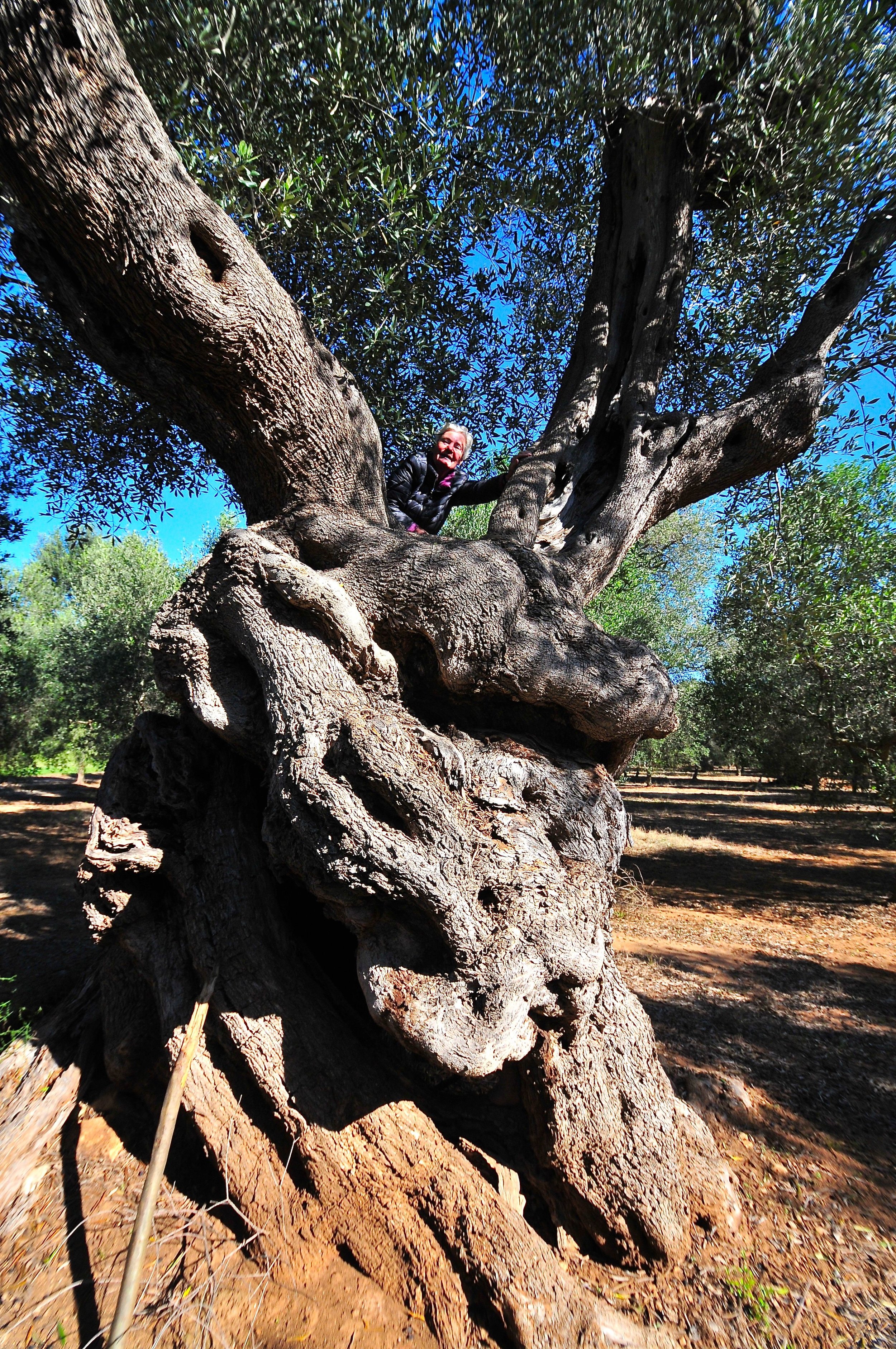 Oliventrærne i Puglia  kan værwe over 1000 år gamle Foto Kjell Helle-Olsen (1) – Kopi.jpg