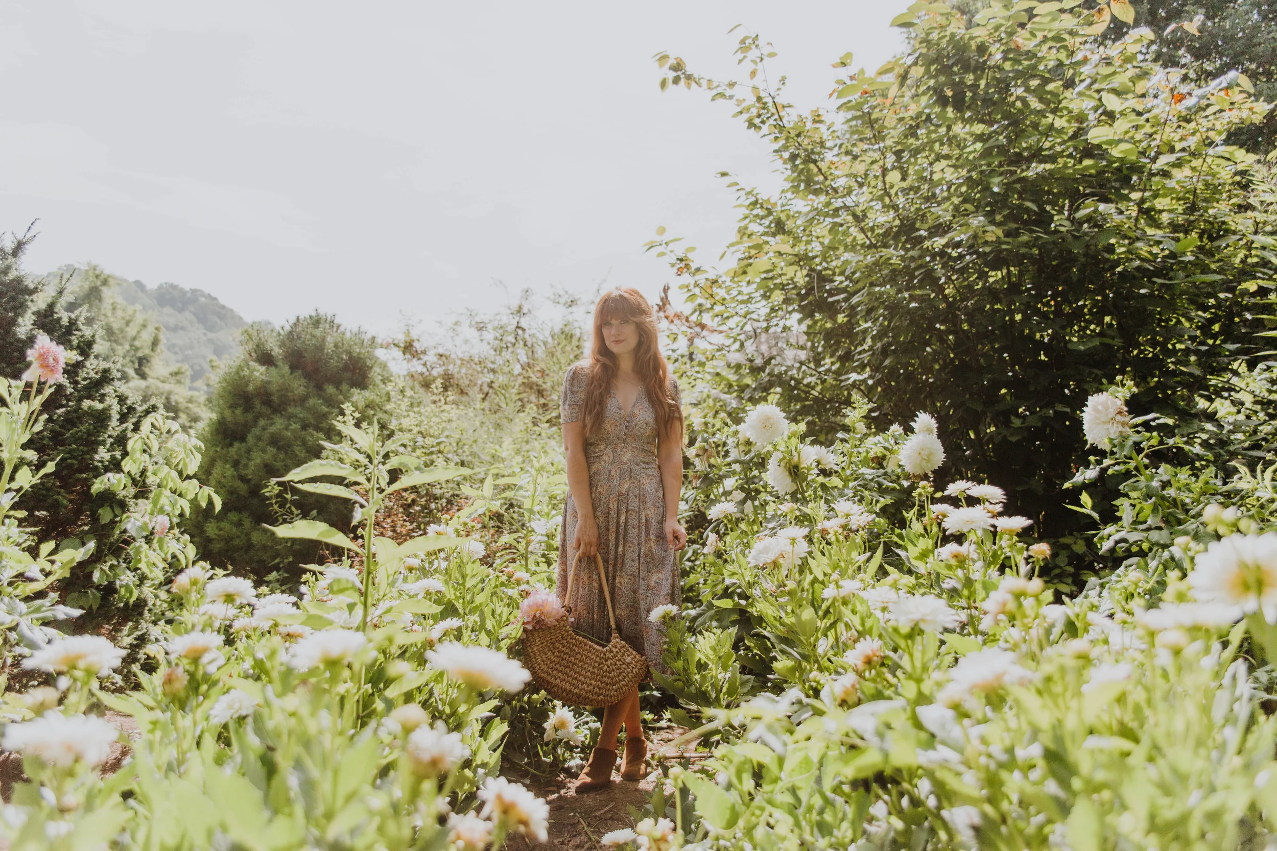 Dahlia Fields Forever