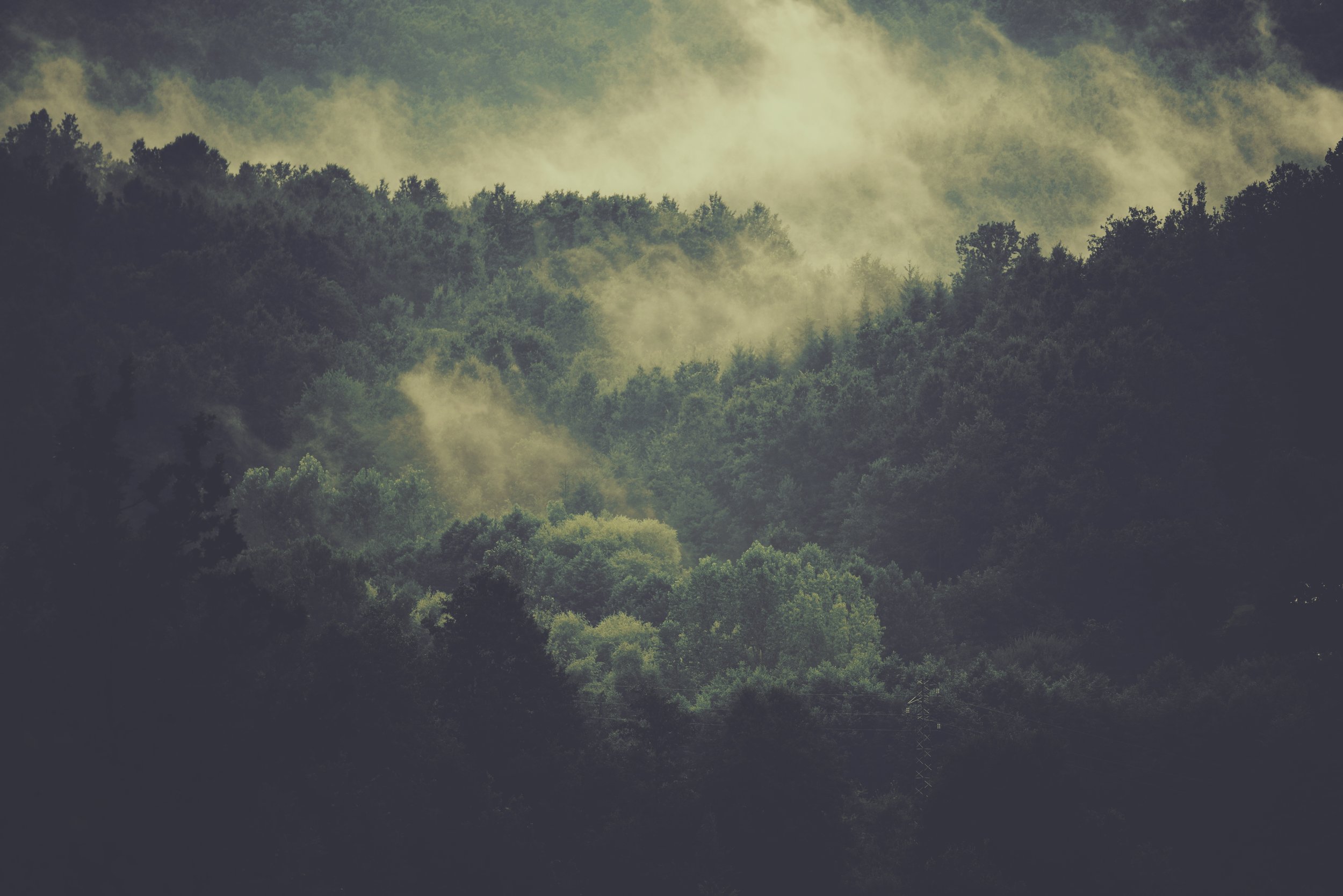 Woods.jpg