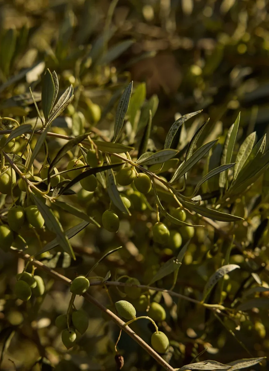 Screenshot_2026-05-08_at_8.03.59_PM.png.webp