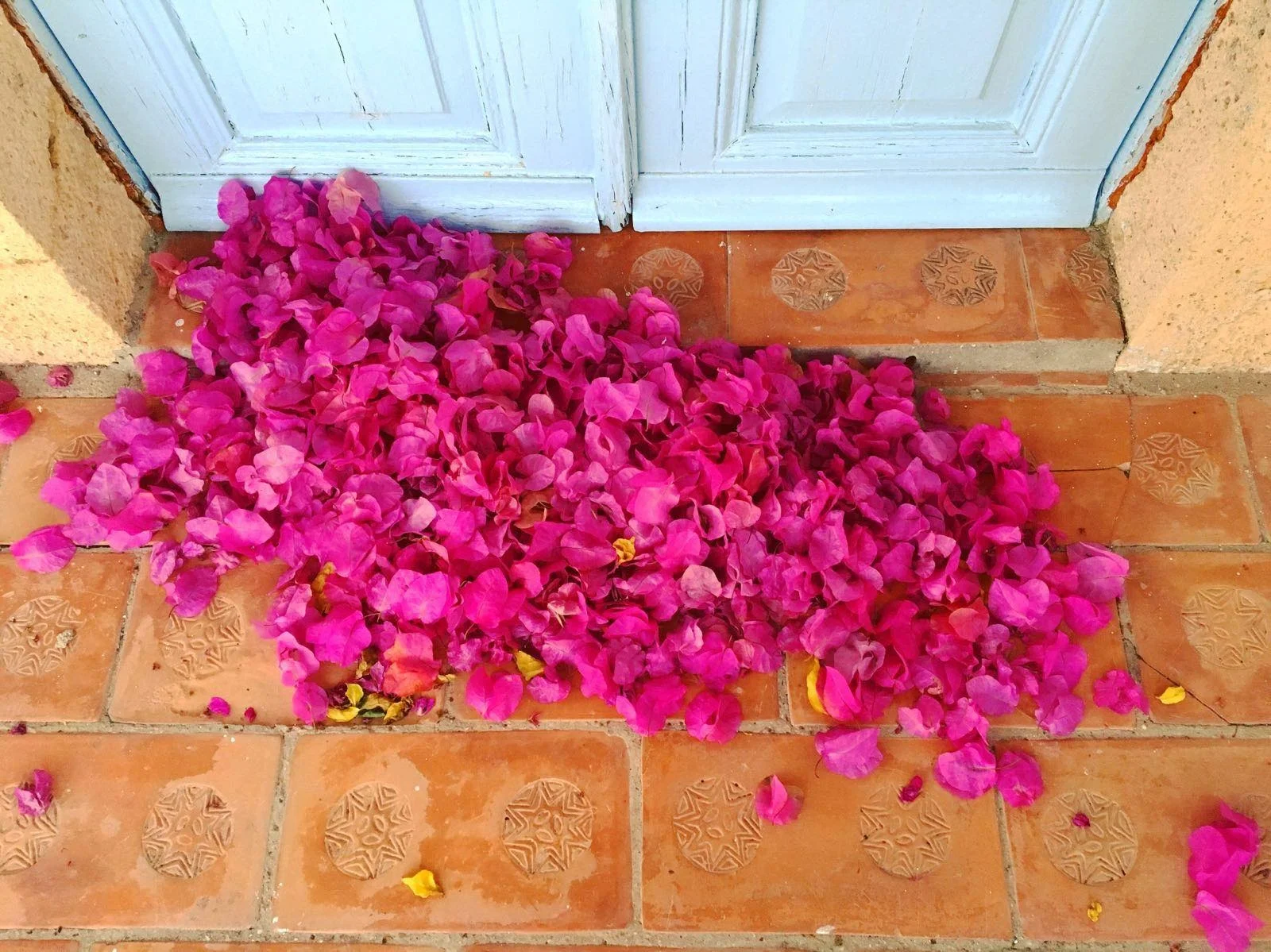 bougainvillea petals.jpg
