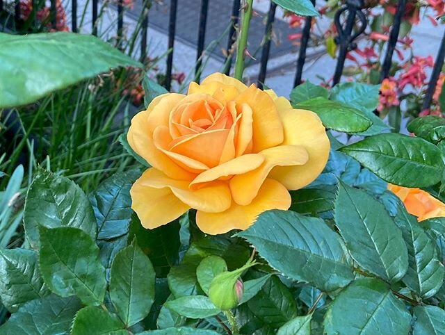 Spring roses and other beauties on the corner of Remsen Street and Montague Terrace in my favorite residential garden in the city #roses #nofilter 🌹