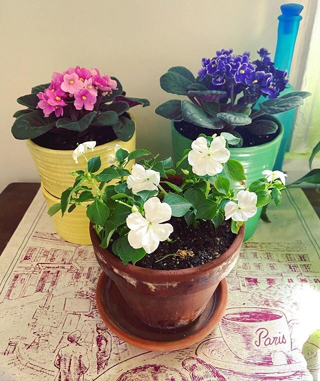Pink, purple, and white: African violets in &ldquo;Sabie Pots&rdquo; (my grandmother&rsquo;s stackable, self-watering planters) and leftover impatiens from my yearly contribution to our block&rsquo;s unofficial beautification project. I don&rsquo;t t