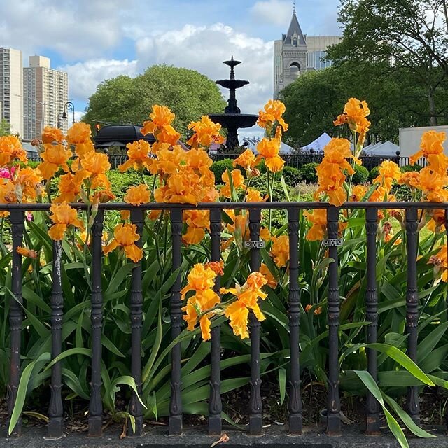 Glorious irises at Borough Hall! #nofilter 🌞