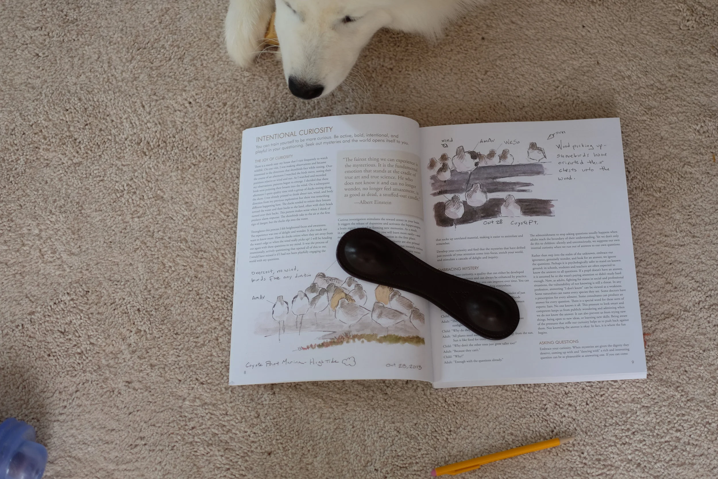 The Laws Guide to Nature Drawing and Journaling