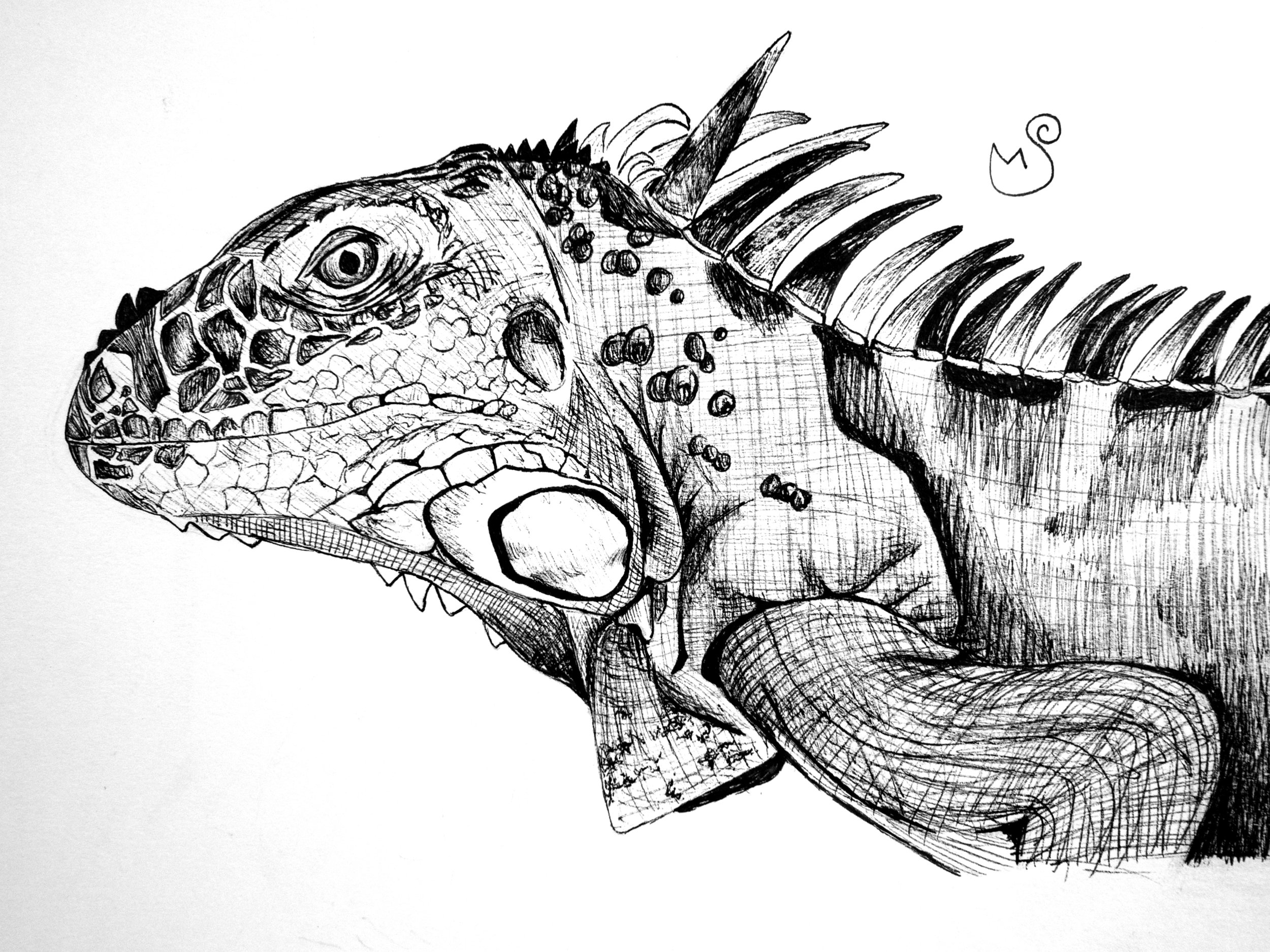 Iguana