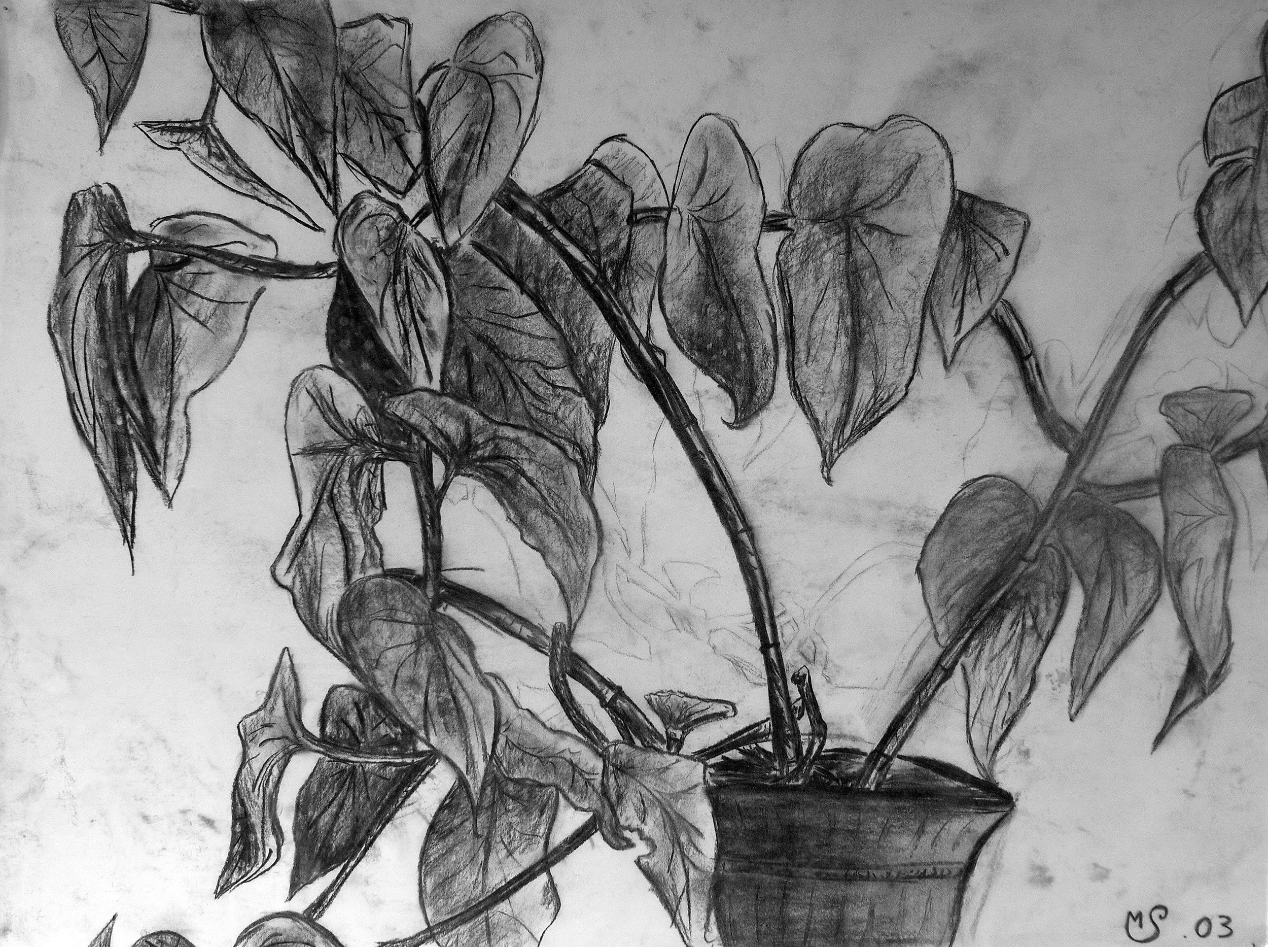 Plant Observation