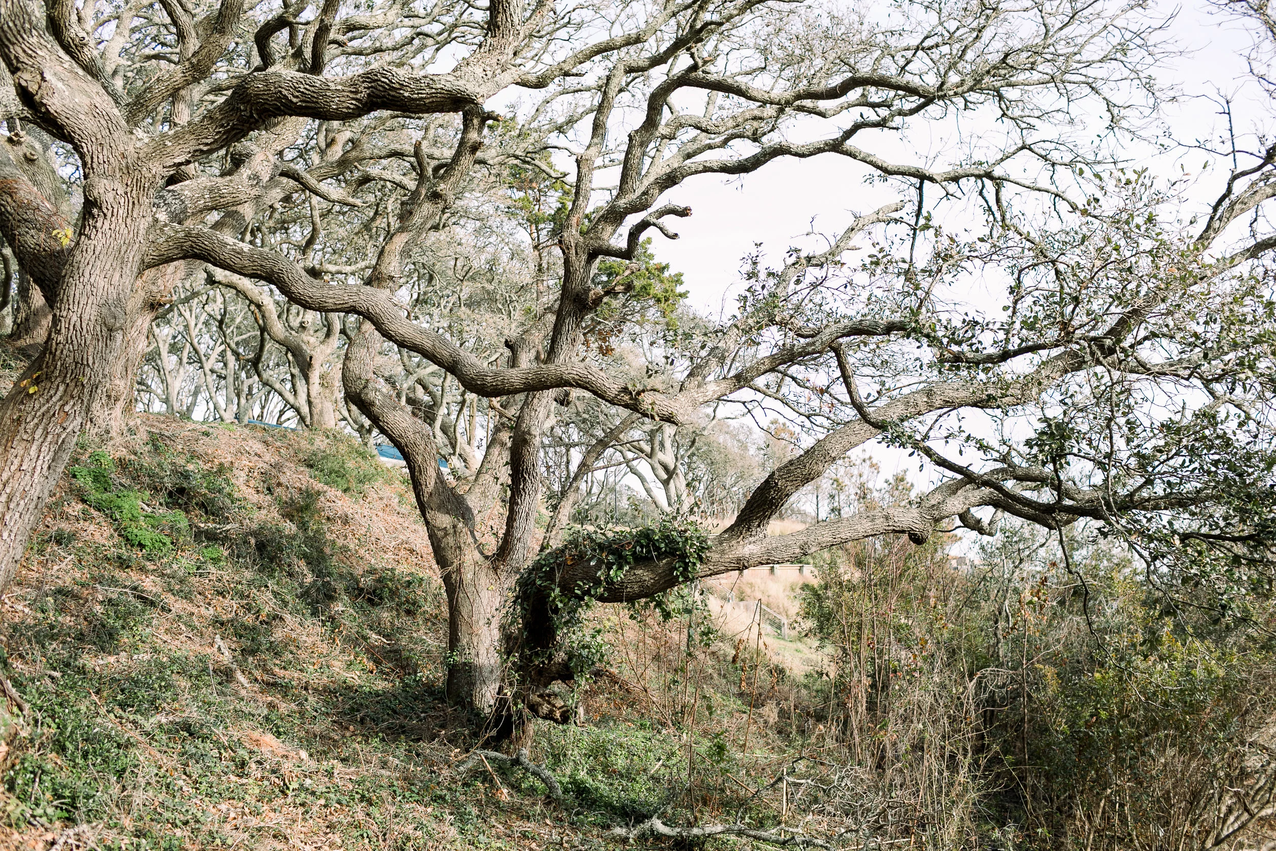 TheWhiteOak_ErinL.TaylorPhotography-76.JPG