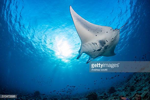 Photo by Andrea Izzotti/iStock / Getty Images