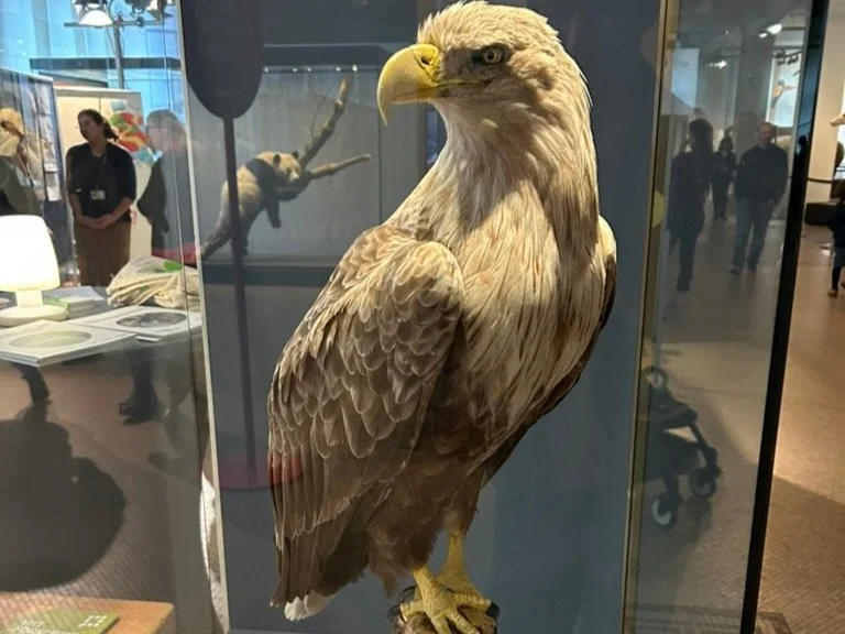 Unity as a fusion product